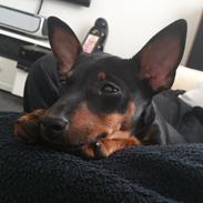 Engelsk toy terrier Kikki