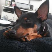 Engelsk toy terrier Kikki