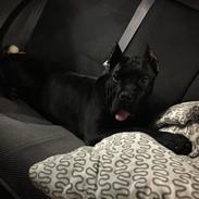 Cane corso Hugo (Black devil) 