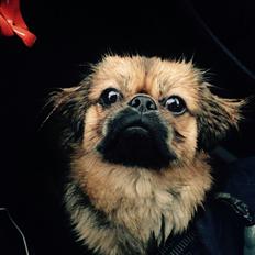 Tibetansk spaniel Bailey 