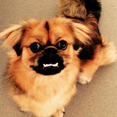 Tibetansk spaniel Bailey 