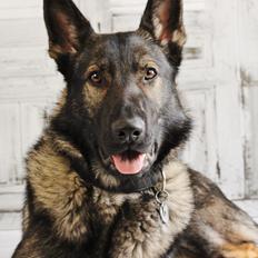 Schæferhund Charlie