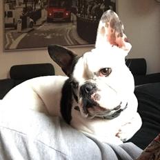 Fransk bulldog Jessie