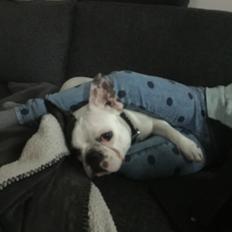 Fransk bulldog Jessie