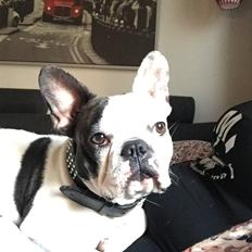 Fransk bulldog Jessie
