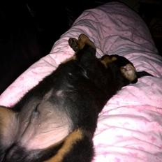 Rottweiler Hedegårds Xamuel (Elliot)