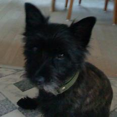 Cairn terrier Pjuske