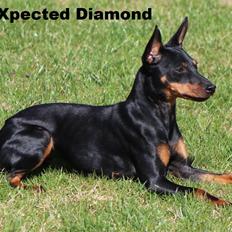 Engelsk toy terrier Xpected Diamond Amasing 1. Lady