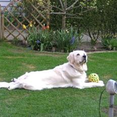 Golden retriever Bølle