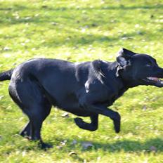 Labrador retriever Bertram