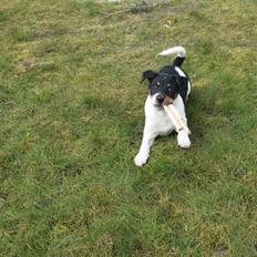 Dansk svensk gaardhund Peeta