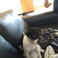 Dansk svensk gaardhund Peeta