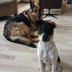 Dansk svensk gaardhund Peeta