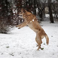 Labrador retriever (Formel 1) Sally