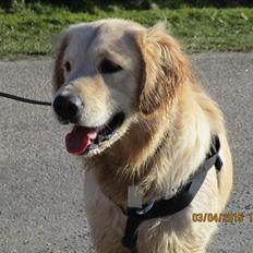 Golden retriever ludvig