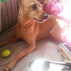 Dvaergpinscher Junior 