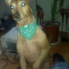 Dvaergpinscher Junior 