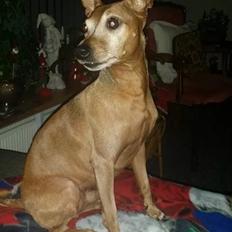 Dvaergpinscher Junior 