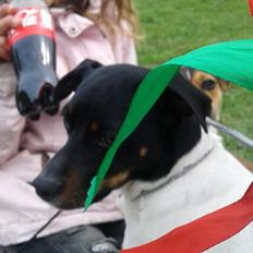 Dansk svensk gaardhund Sunshine