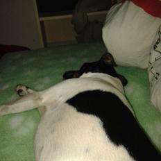 Dansk svensk gaardhund Sunshine