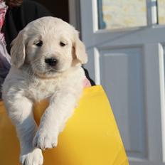 Golden retriever Lilly