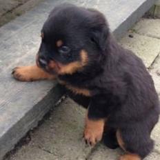 Rottweiler Hedegårds Xander