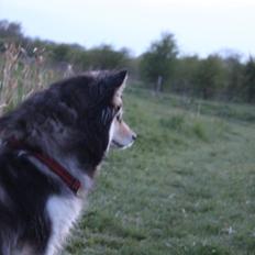 Finsk lapphund gottorps Ussi (kaldt: Bertha)