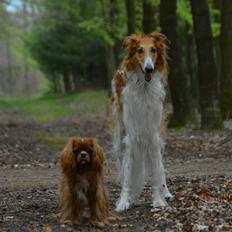 Cavalier king charles spaniel Zobell