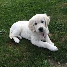 Golden retriever Lilly