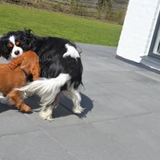 Cavalier king charles spaniel Bailey