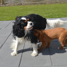 Cavalier king charles spaniel Bailey