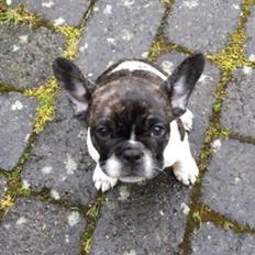 Fransk bulldog Aya