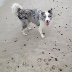 Border collie Joking Jester