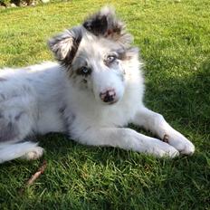 Border collie Joking Jester