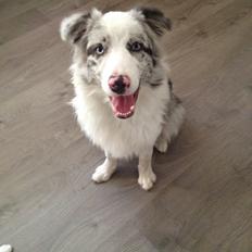 Border collie Joking Jester