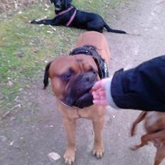 Bullmastiff Otto