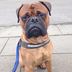 Bullmastiff Otto
