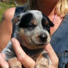 Australsk cattledog Betty