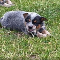 Australsk cattledog Betty