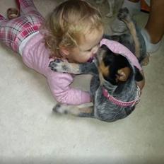 Australsk cattledog Betty