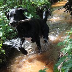 Blanding af racer Kessler