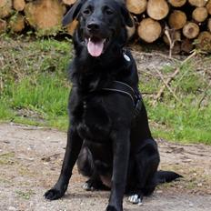 Blanding af racer Bella