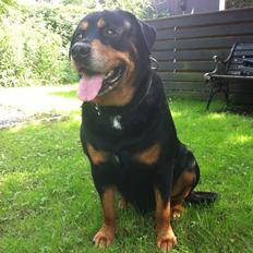 Rottweiler Buzz - Charmetrolden <3 R.I.P himmelhund)