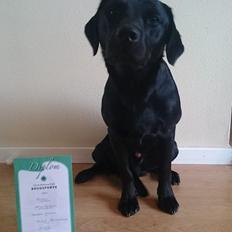 Labrador retriever Hector