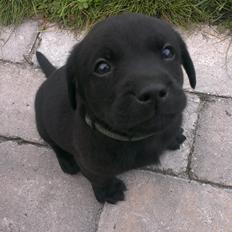 Labrador retriever Hector