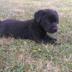 Labrador retriever Hector