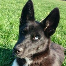 Blanding af racer king