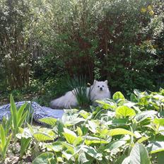 Japansk spids Jowina