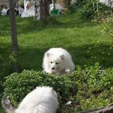 Japansk spids Jowina