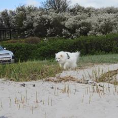 Japansk spids Jowina